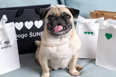 „Instagram“ tinkle – nauja žvaigždė: šunybes krečia mopsė Bulvė