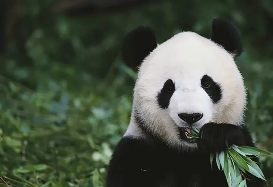 Pandos ir leopardai neišnyks: dėkokime „Huawei”