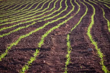 Kaip žemės ūkį pakeis žalioji ES strategija? Virš laukų skraidantys dronai ir trąšas skirstantis dirbtinis intelektas