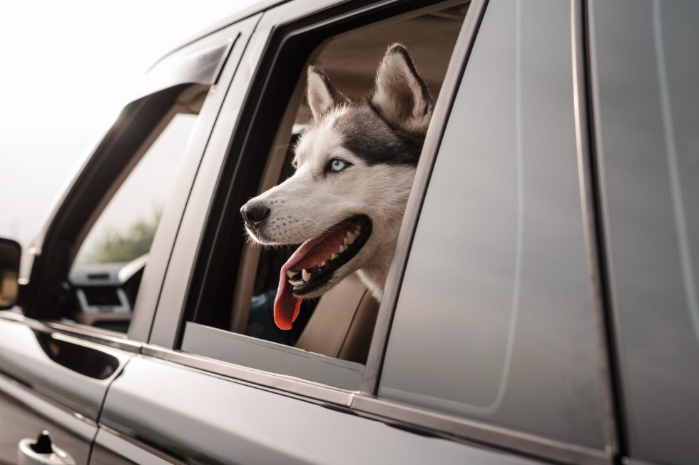 cute-husky-peeking-its-head-out-window-while-traveling-by-car