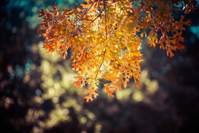 Rudeniniai lapai. Pixabay nuotr.